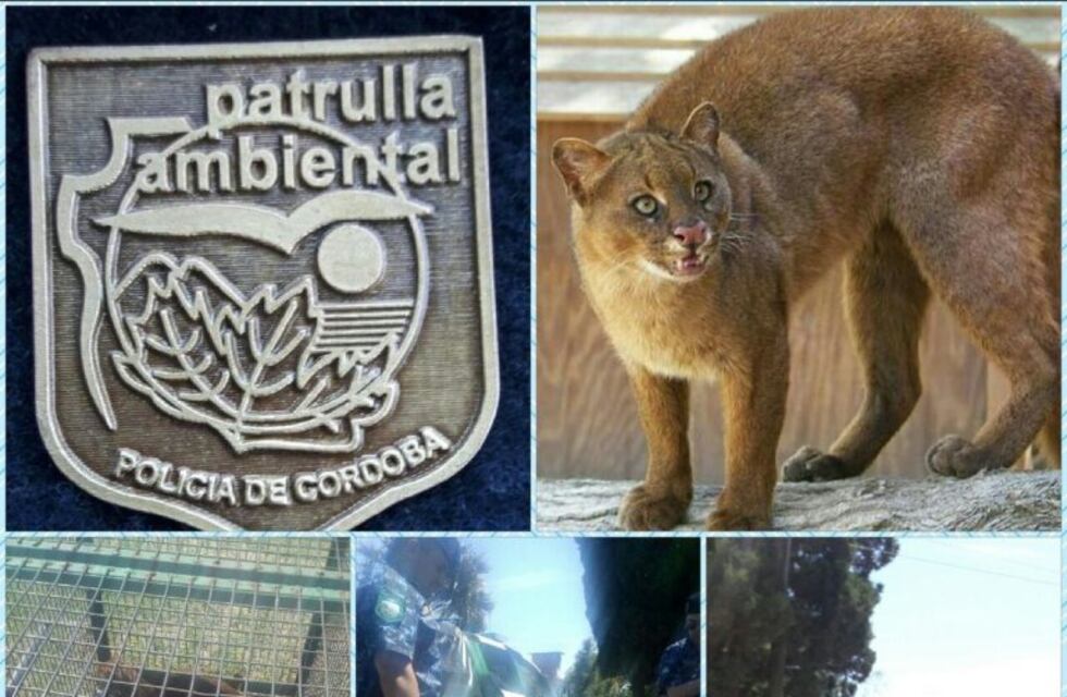 Policía Ambiental logró rescatar a un puma yagouaroundí