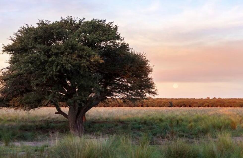 El Gobierno pampeano busca proteger el bosque de Caldén creando un Parque Nacional