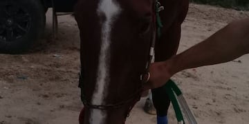 Condenan a dueño de caballos por explotación laboral de menores\u002E\nCrédito: Web