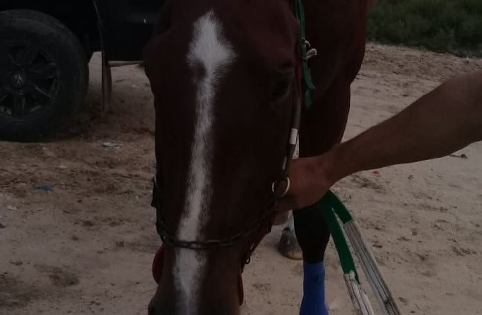 Rompieron el aislamiento para organizar una carrera de caballos y terminaron detenidos