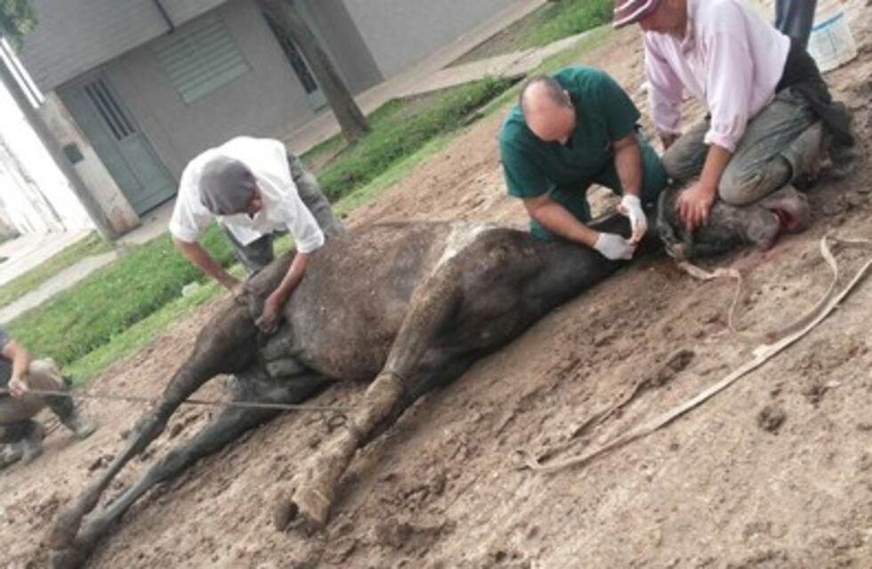 Enjambre de abejas atacó hasta matar a un caballo