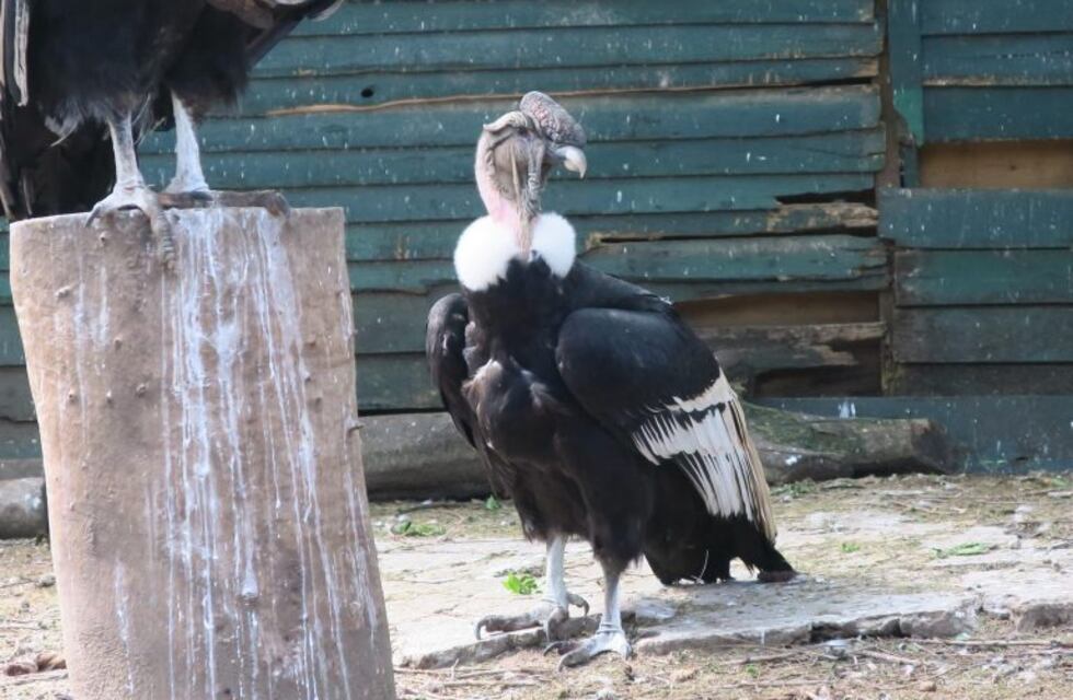 Liberaron a un cóndor en Salta tras un año de rehabilitación