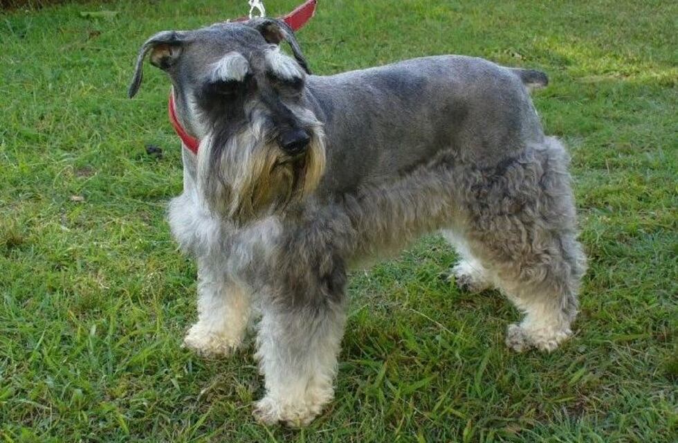 Robaba perros de raza para luego venderlos