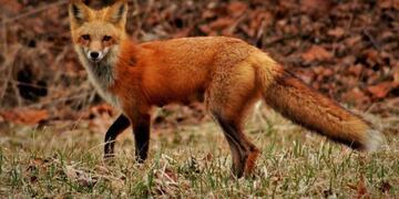 Zorro\u002E Imagen ilustrativa\u002E