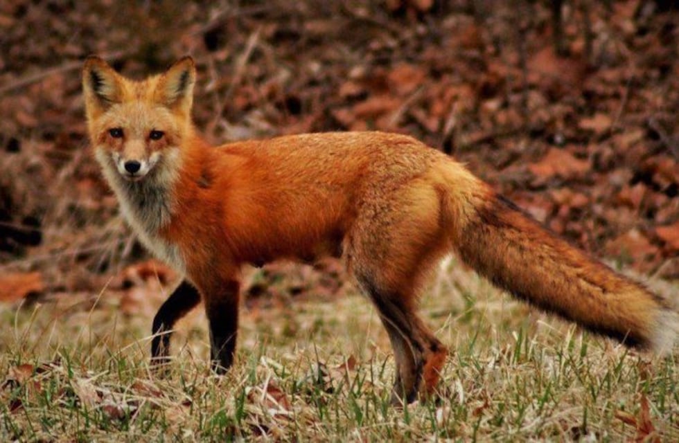 De nuevo un zorro apareció en pleno centro en Paraná