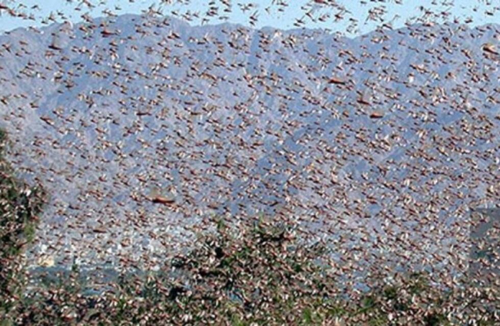 Una manga de langostas invade Capayán