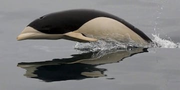 Delfín Liso - estrecho de Magallanes \u002E Fotos: Marco Pinto – Torres, Centro de Investigación Dinámica de Ecosistemas Marinos de Altas Latitudes (Ideal)\u002E