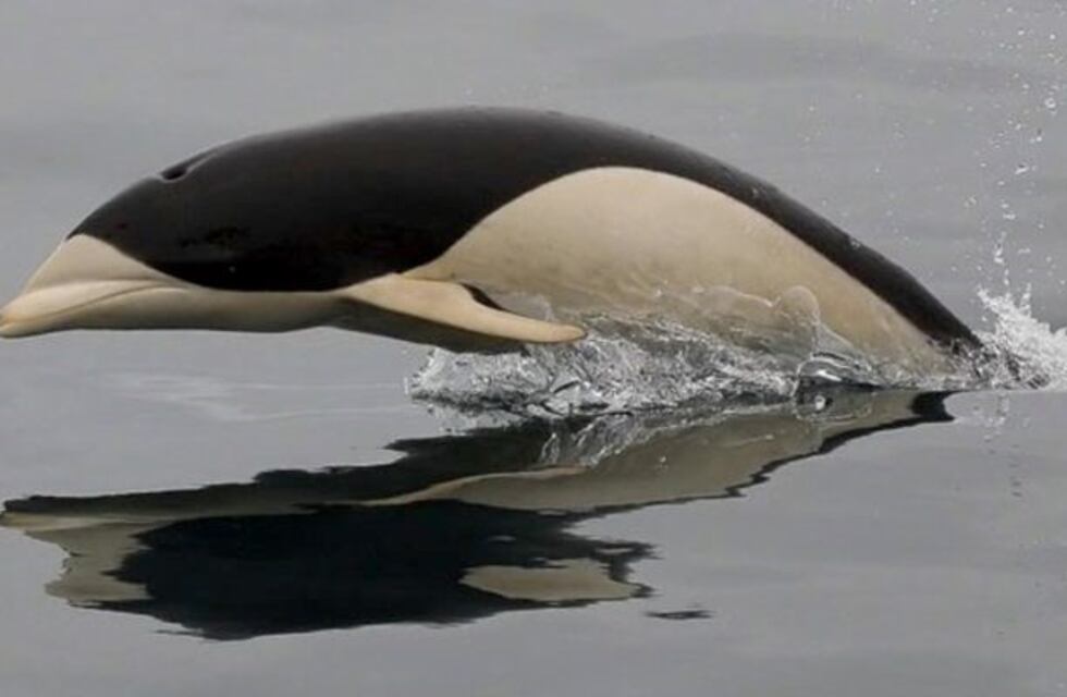 Inédito: por primera vez logran fotografiar al exótico delfín liso en aguas del estrecho de Magallanes