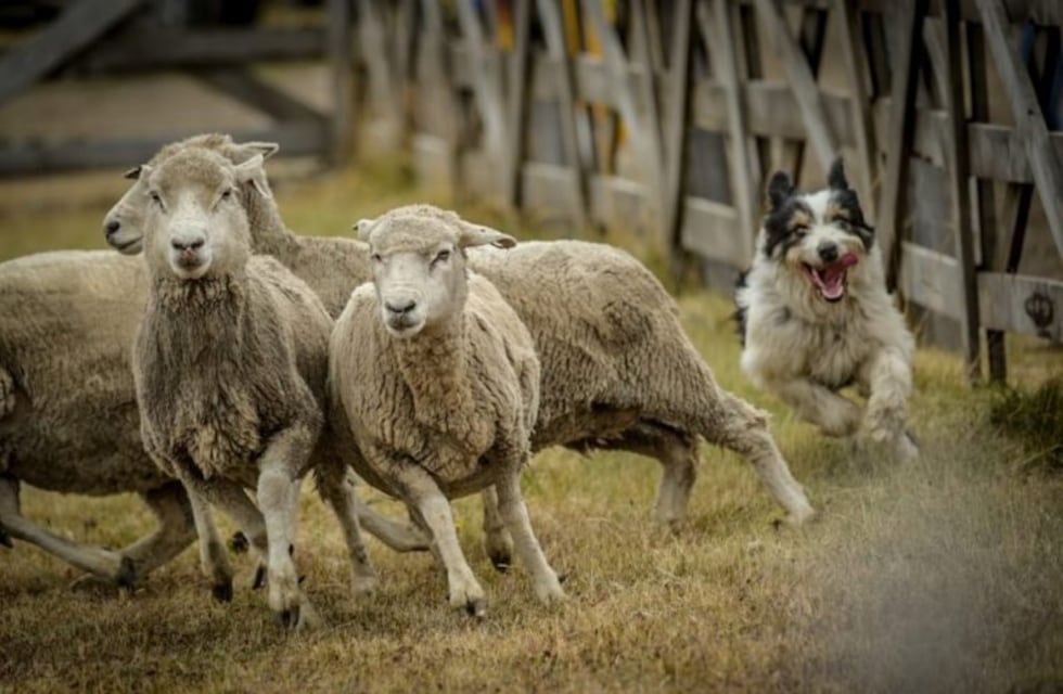 Se llevará a cabo la 45° Fiesta del Ovejero