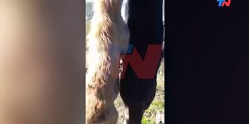 Matanza de perros Entre Ríos (Captura de video)