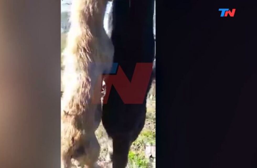 Brutal matanza de perros en Entre Ríos