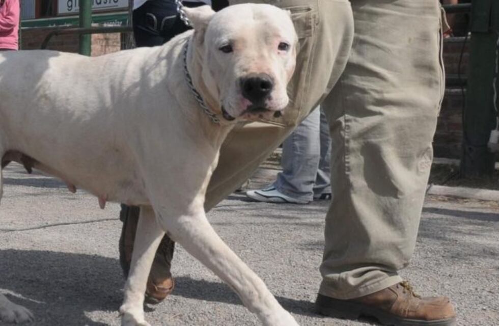 Malagueño: imputaron a los dueños del dogo que atacó a una familia