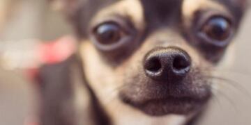 Lobito (Foto: Cloe Blondel)