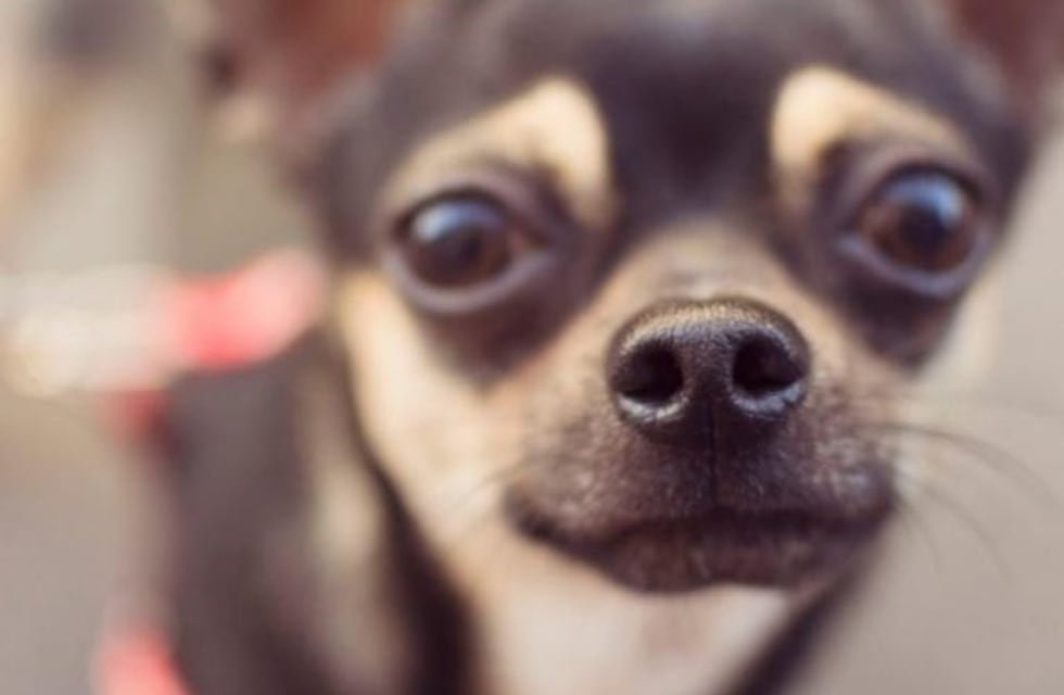 Realizarán un censo de mascotas en Viedma