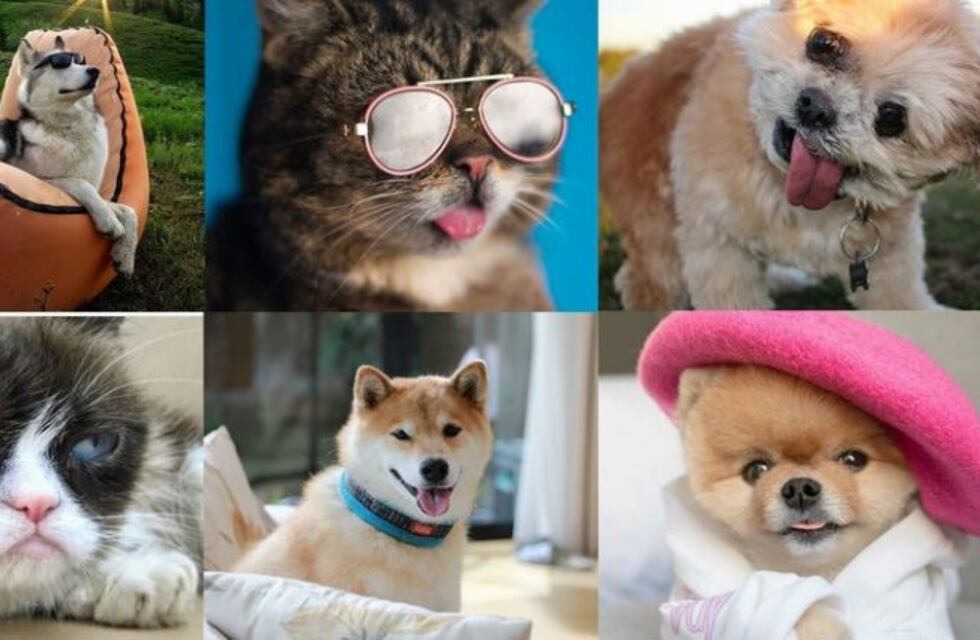 Mascotas, estrellas de las redes sociales