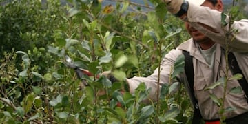 Se mueve el precio de la yerba mate\u002E (MisionesOnline)