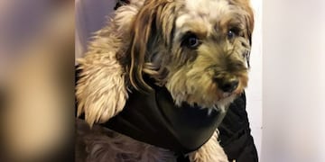 Angie, la perrita rescatada (Diario Textual)