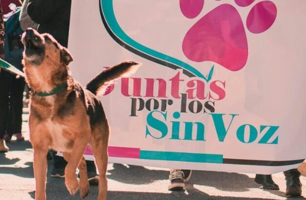 Puntanos marcharon para pedir que no encierren al perro callejero más querido