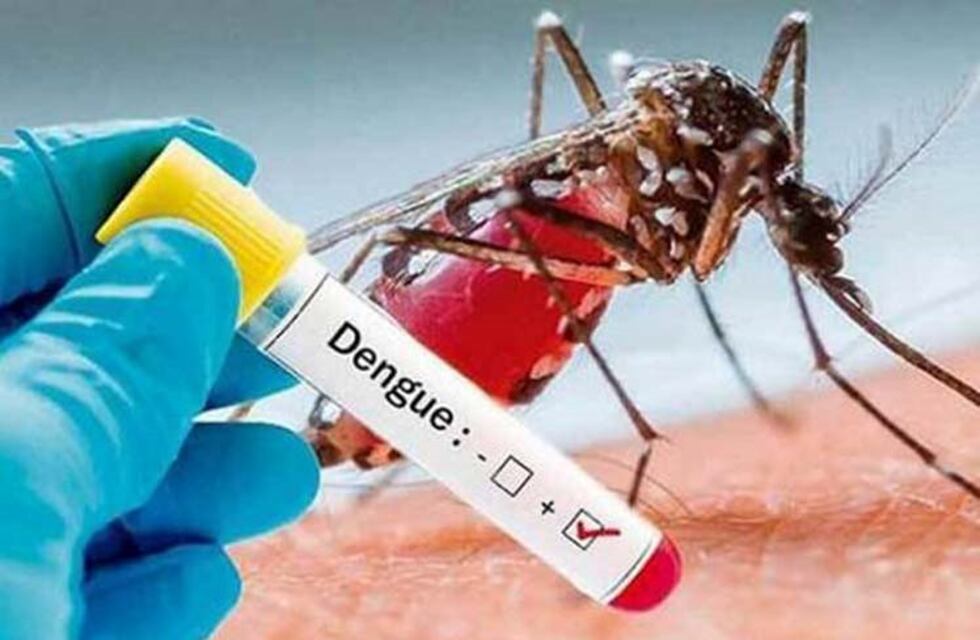 Garupá pone ovitrampas en la lucha contra el Aedes aegypti
