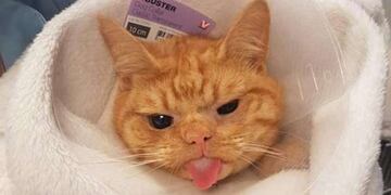 Saúl, el gato gruñón (Web)