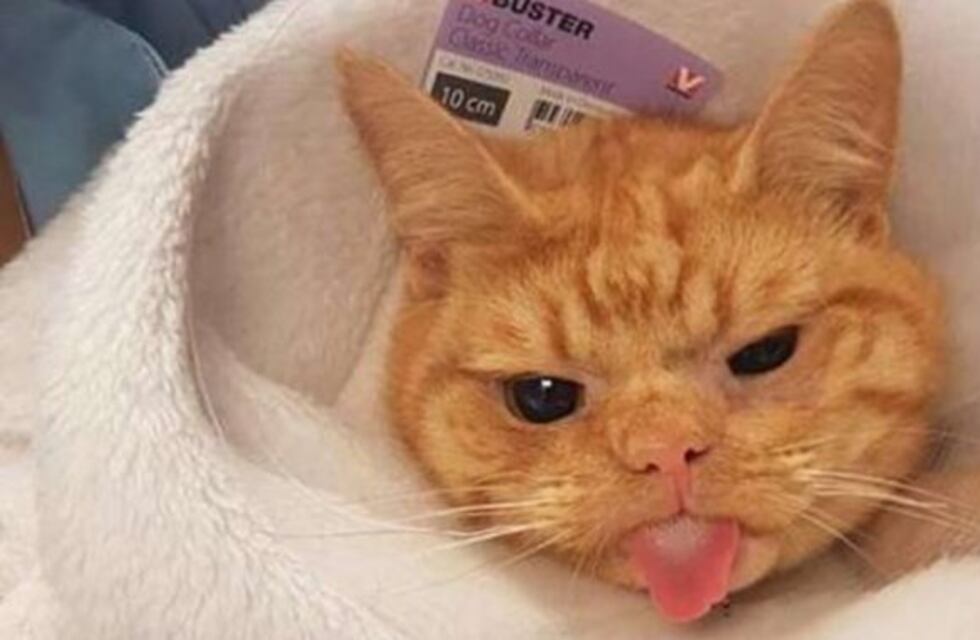 Saúl, el gato con cara de gruñón que conquistó a sus veterinarios