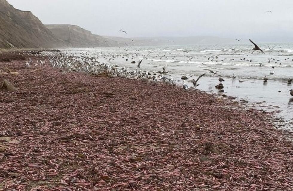 Miles de "peces pene" invadieron una playa de California