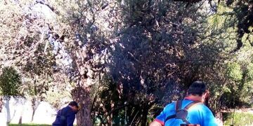 Limpieza de espacios públicos