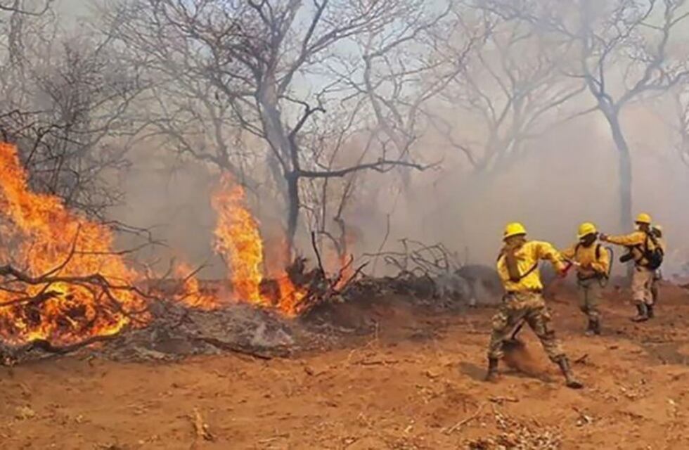 Bomberos chaqueños asistieron animales silvestres que escapan de los incendios