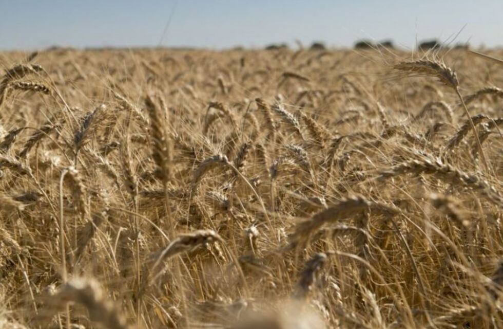 La sequía y el calor afectan a los cultivos estivales en Córdoba