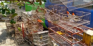 Aves rescatadas en la localidad de Alicia, Córdoba\u002E