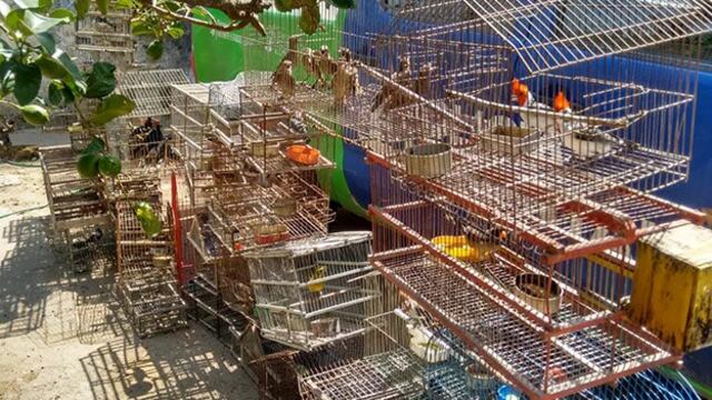 Aves rescatadas en la localidad de Alicia, Córdoba\u002E
