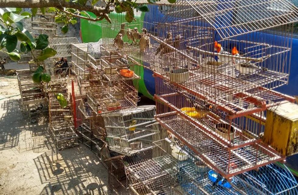 En allanamiento rescatan 90 pajaritos silvestres