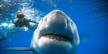 Encontraron en Hawaii al tiburón blanco hembra más grande del mundo (REUTERS)\u002E