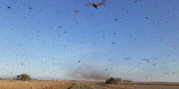 Invasión de langostas en Córdoba\u002E