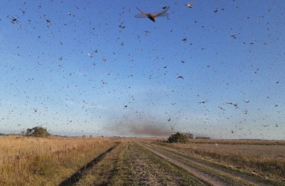Lanzan alerta en Córdoba por el acecho de una manga de langostas