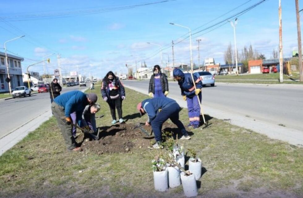 Colocan rosales en avenida Gregores