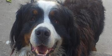 El simpático perro que \