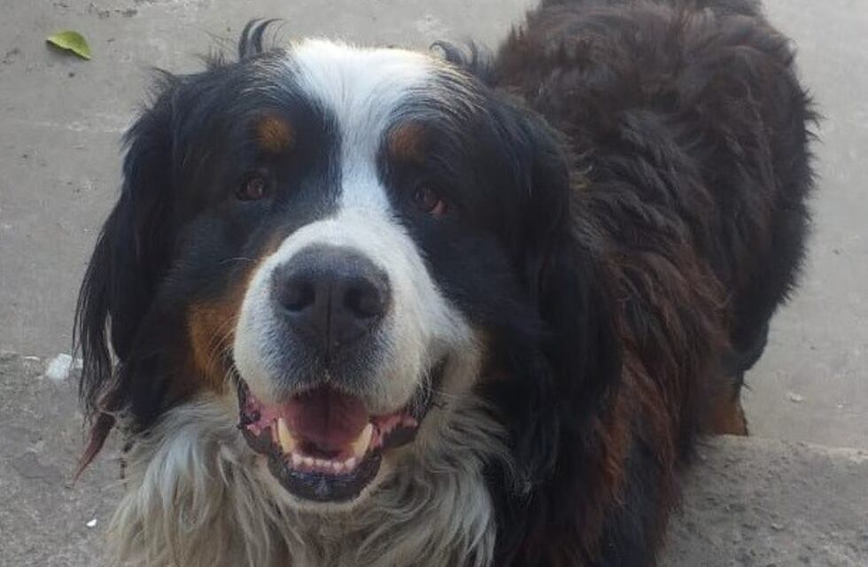 El simpático perro que "roba" comida en un almacén y se la lleva a la plaza