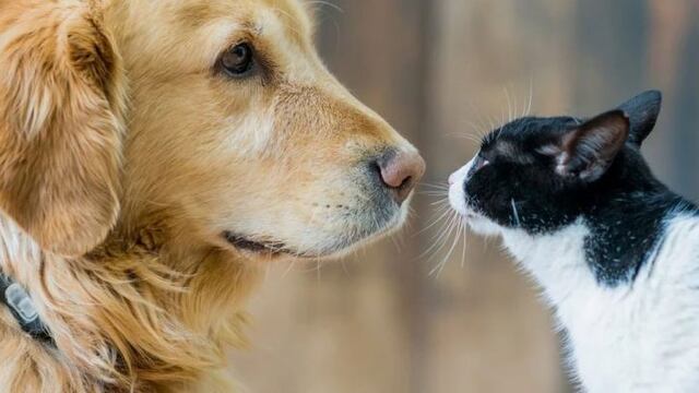 Castración quirúrgica masiva en la provincia