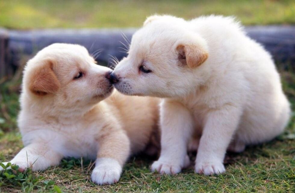 La escena romántica que protagonizaron estos perritos y que es viral en redes sociales