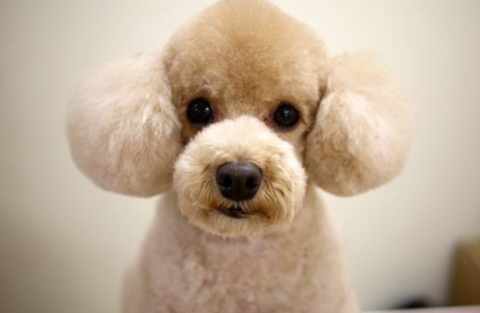 Un perro salvó a sus dueños al hacerles notar que estaban en peligro