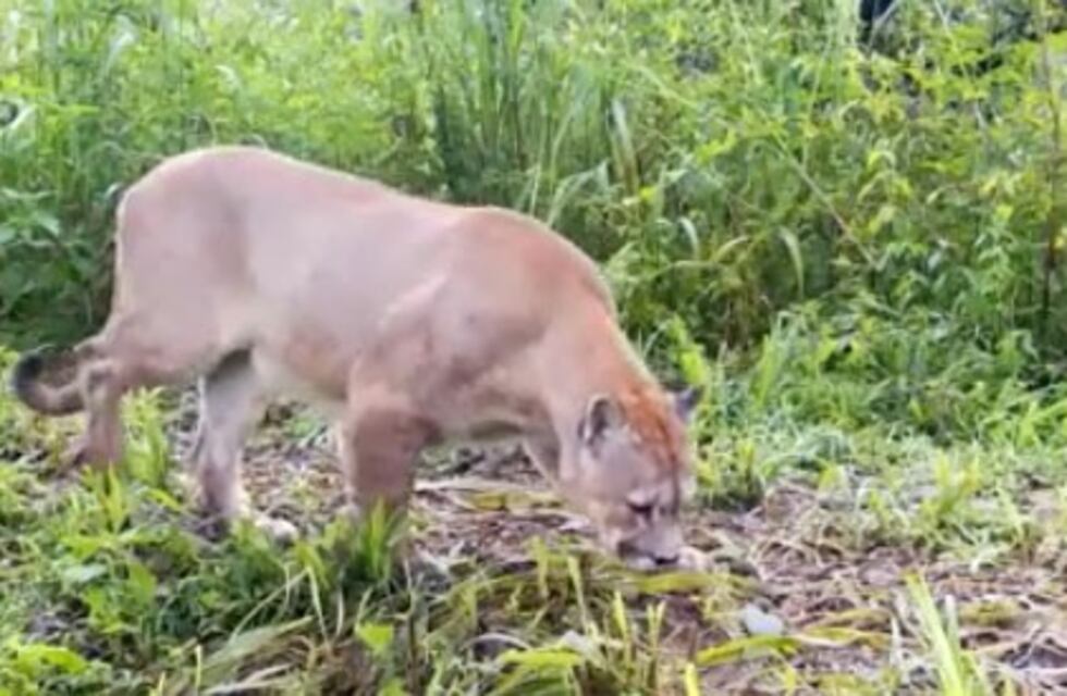 Increíble registro de un puma en un Parque Nacional de Salta