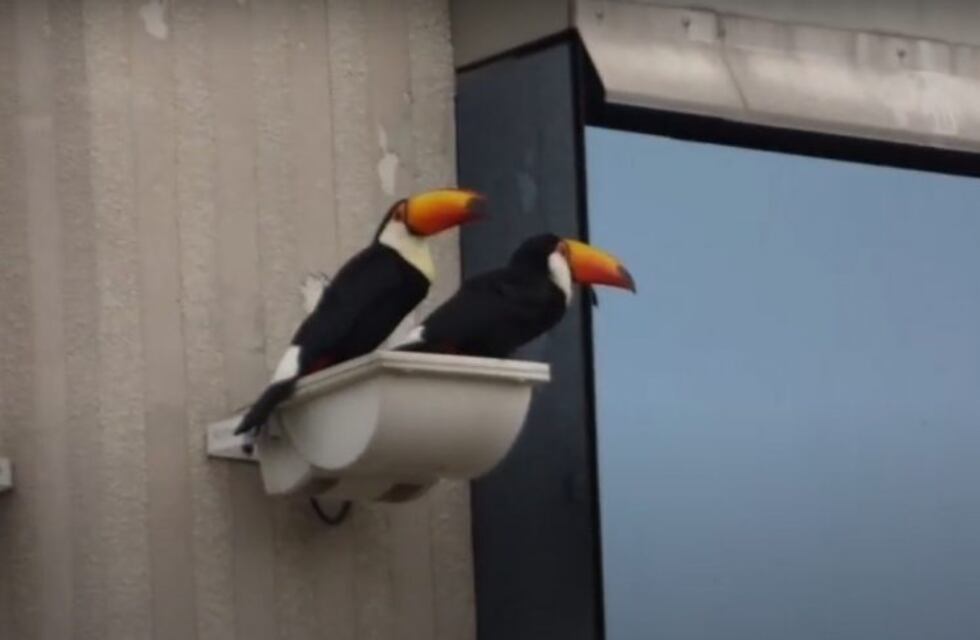Una pareja de tucanes deleitó a los salteños en el corazón de la ciudad
