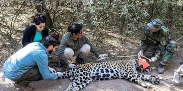 Capturaron al yaguareté que había sido filmado en El Impenetrable