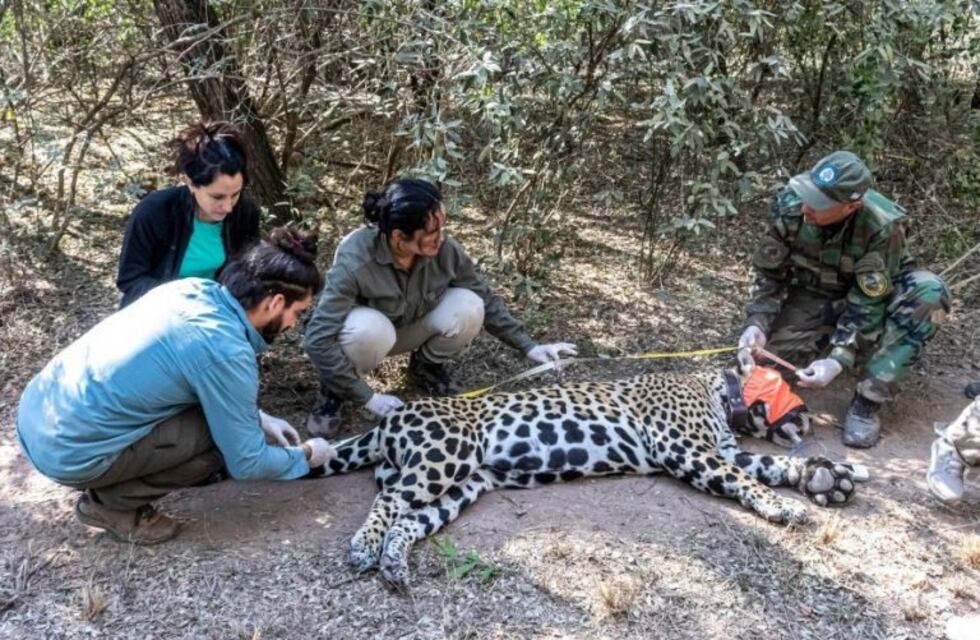 Capturaron al yaguareté que había sido filmado en El Impenetrable