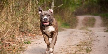 El hecho sucedió en Estados Unidos.