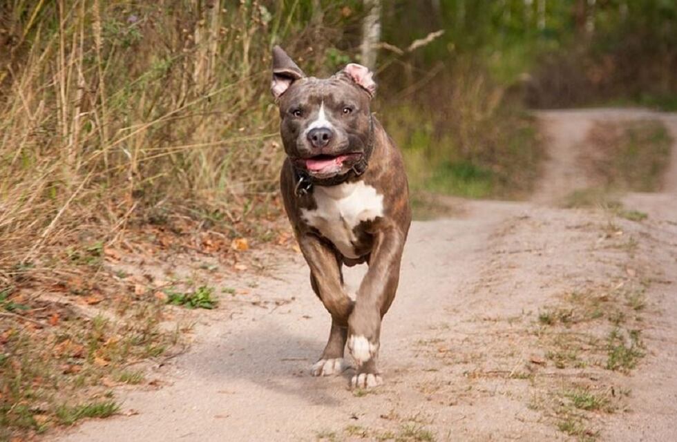 Un perro le disparó a su dueño: cómo fue el insólito accidente y la salud del herido