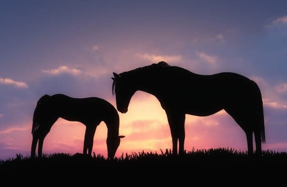 Incendio en La Granja: caballos fueron alcanzados por el fuego