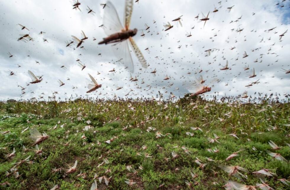 Impresionante invasión de langostas en el norte santafesino