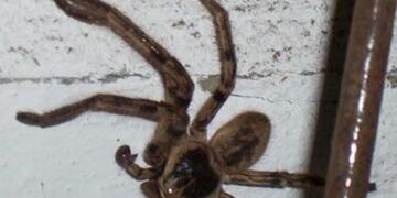 Arañas encontradas en Azul